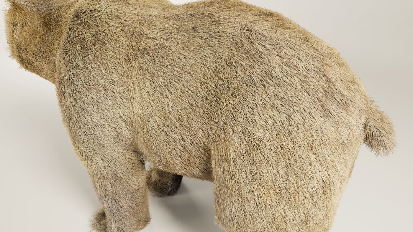 Pelaje Oso Pardo con Maya